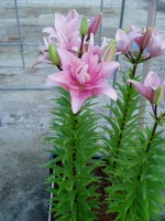 [1603 Elodie No02.JPG]